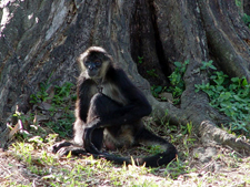 Belize-Interior-Trailblazer Jungle Ride